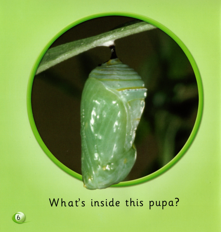 What's inside?绘本故事第5页