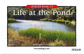 Life at the Pond