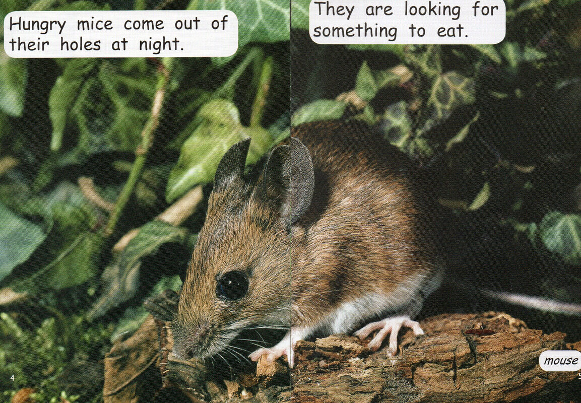 after dark绘本故事第4页