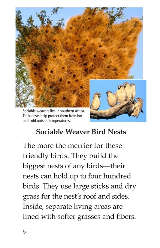 What Built This绘本故事第5页