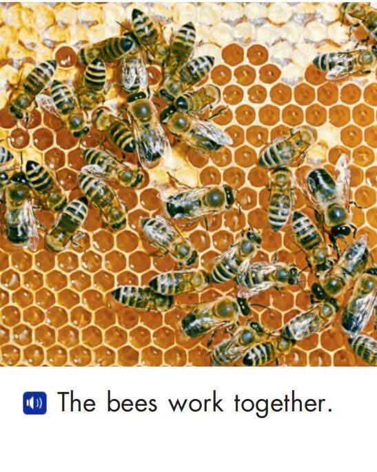 Animals work together绘本故事第4页