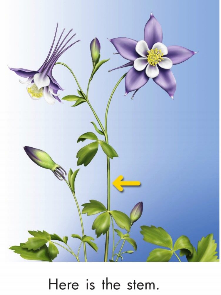 Parts of a Flower绘本故事第4页