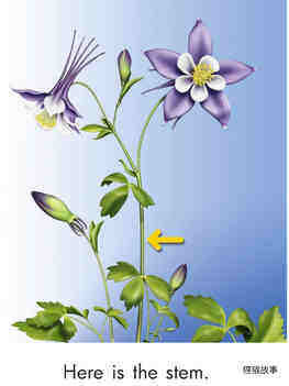 Parts of a Flower绘本故事第4页