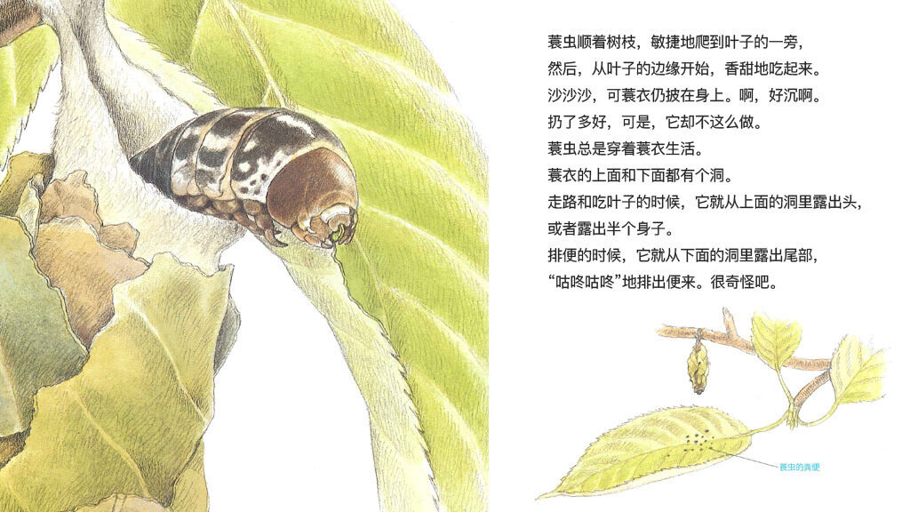 勤奋的蓑衣匠蓑虫绘本故事第5页