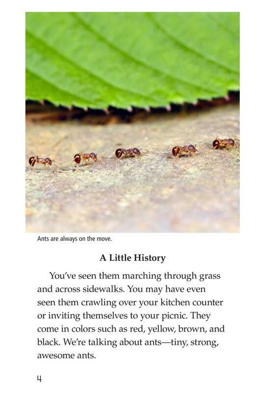 Awesome Ants绘本故事第3页