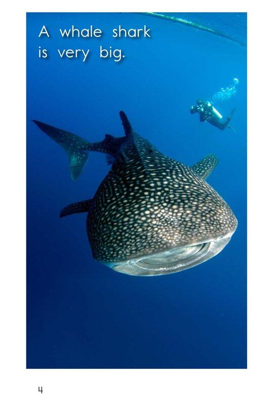 Different Kinds of Sharks绘本故事第4页