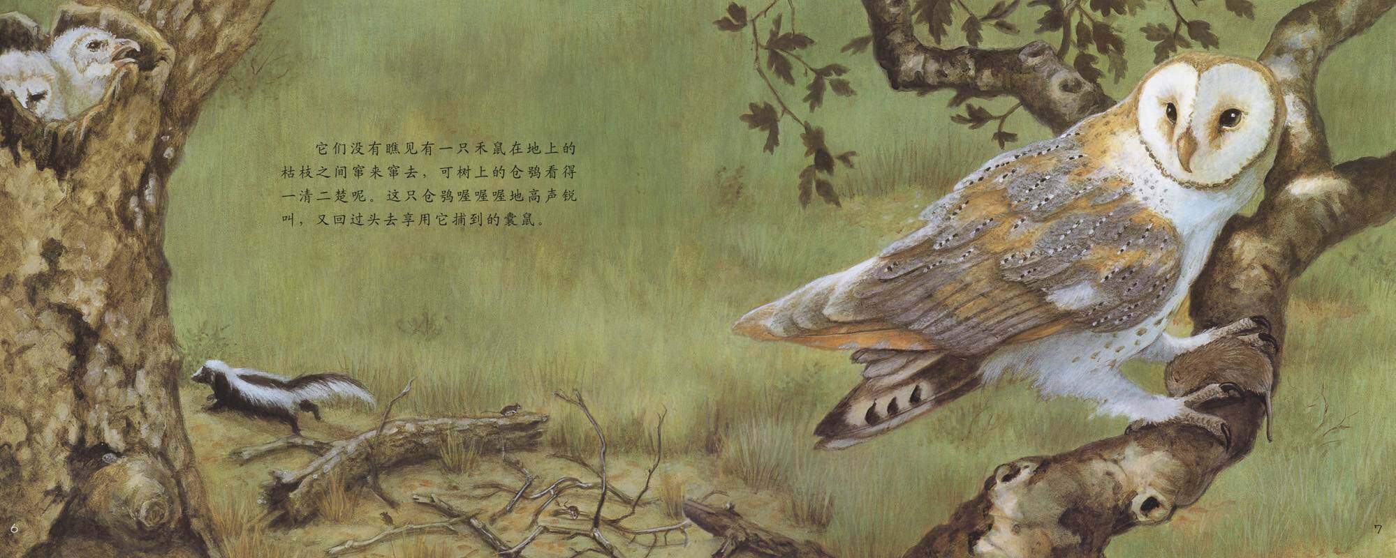 自然科学启蒙（第三辑）——夜行性动物躲在哪儿绘本故事第3页