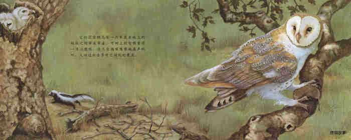 自然科学启蒙（第三辑）——夜行性动物躲在哪儿绘本故事第3页