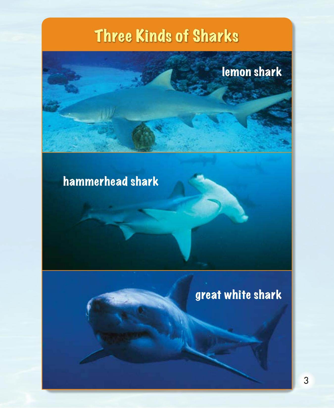 Eugenie Clark,Shark Lady绘本故事第4页