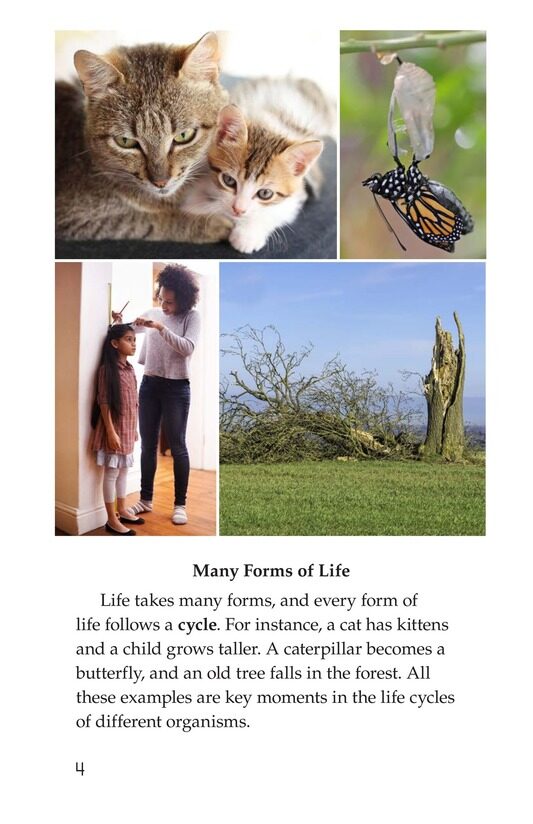Life Cycles绘本故事第3页