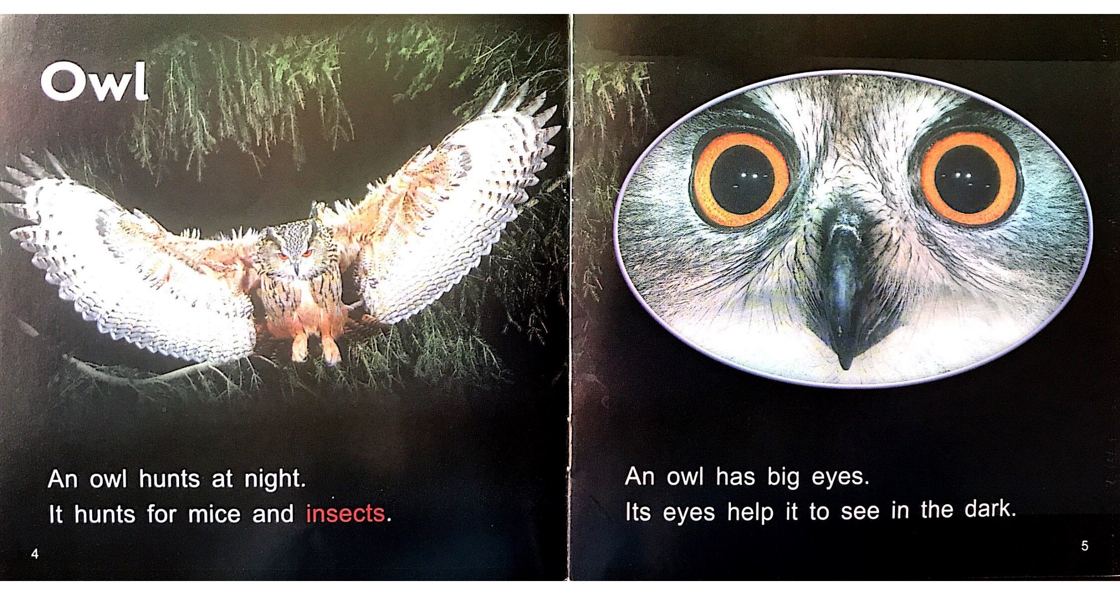 Night Animals绘本故事第4页