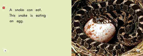 All About Snakes绘本故事第5页