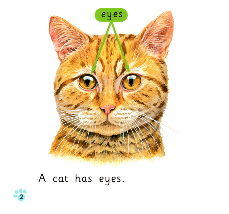 Cats绘本故事第3页