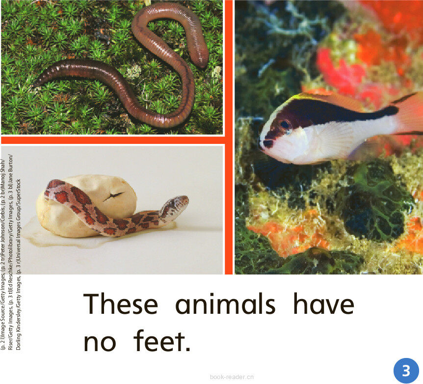 GK On U07W1 Animal Bodies绘本故事第4页