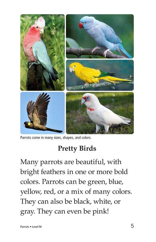 Parrots绘本故事第4页