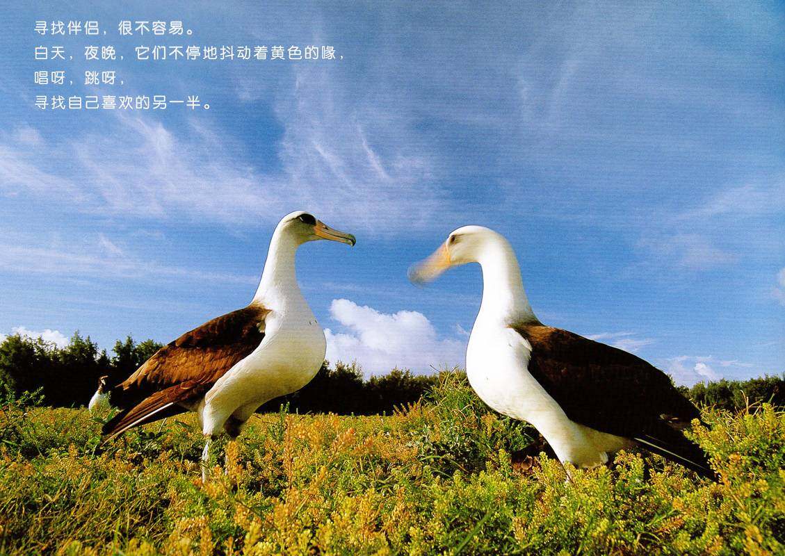 亲子绘本 黑背信天翁与风是好朋友绘本故事第4页