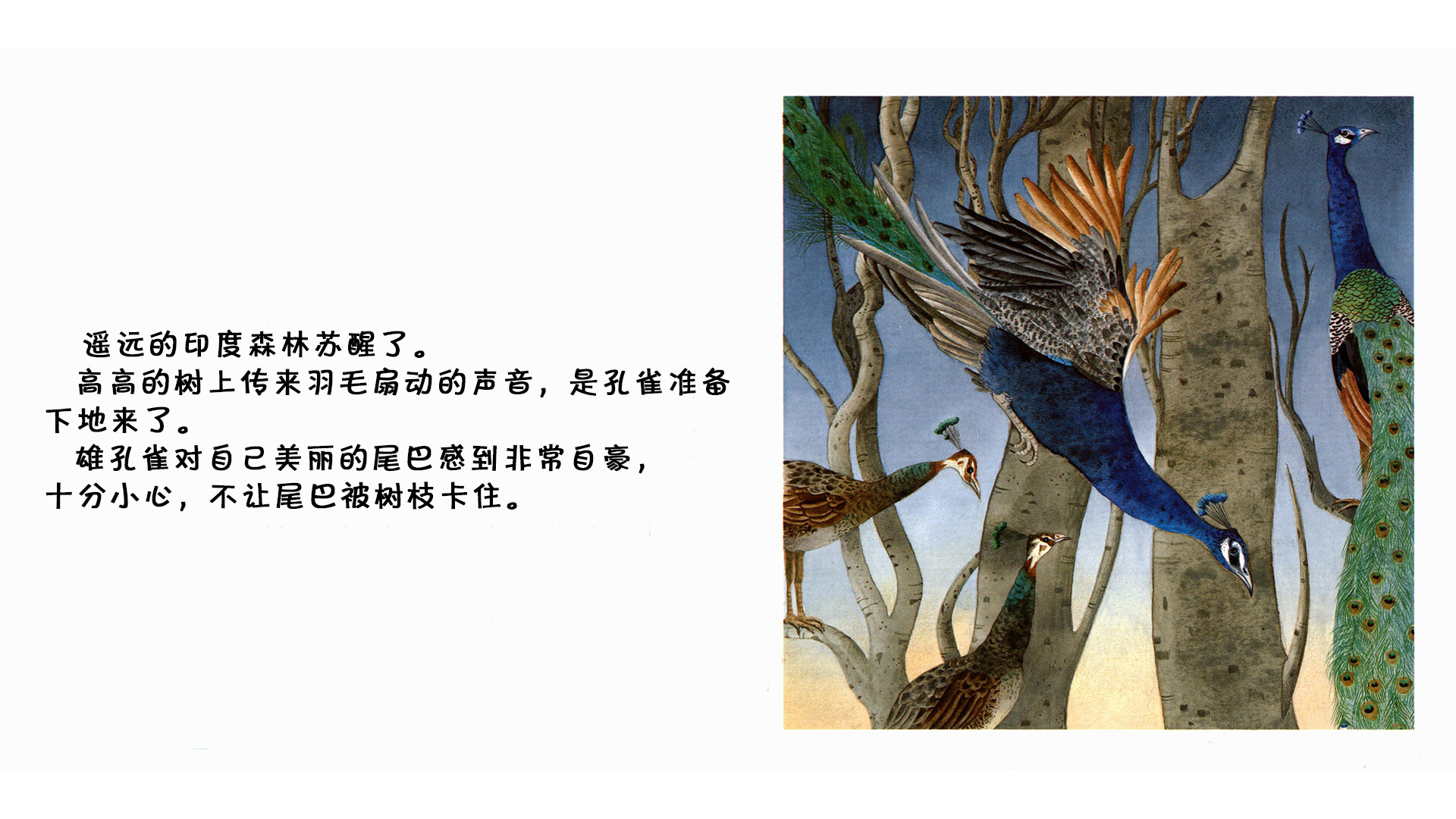 孔雀绘本故事第3页