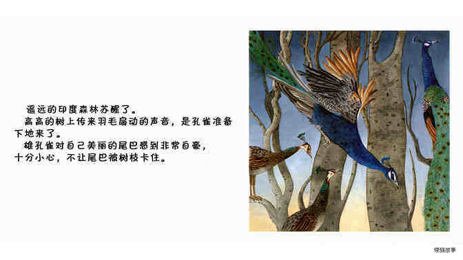 孔雀绘本故事第3页