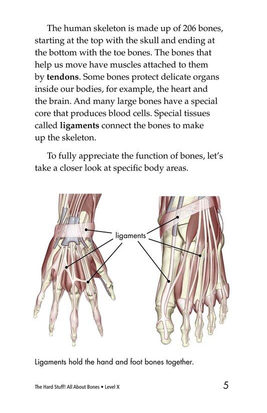 The Hard Stuff! All About Bones绘本故事第4页