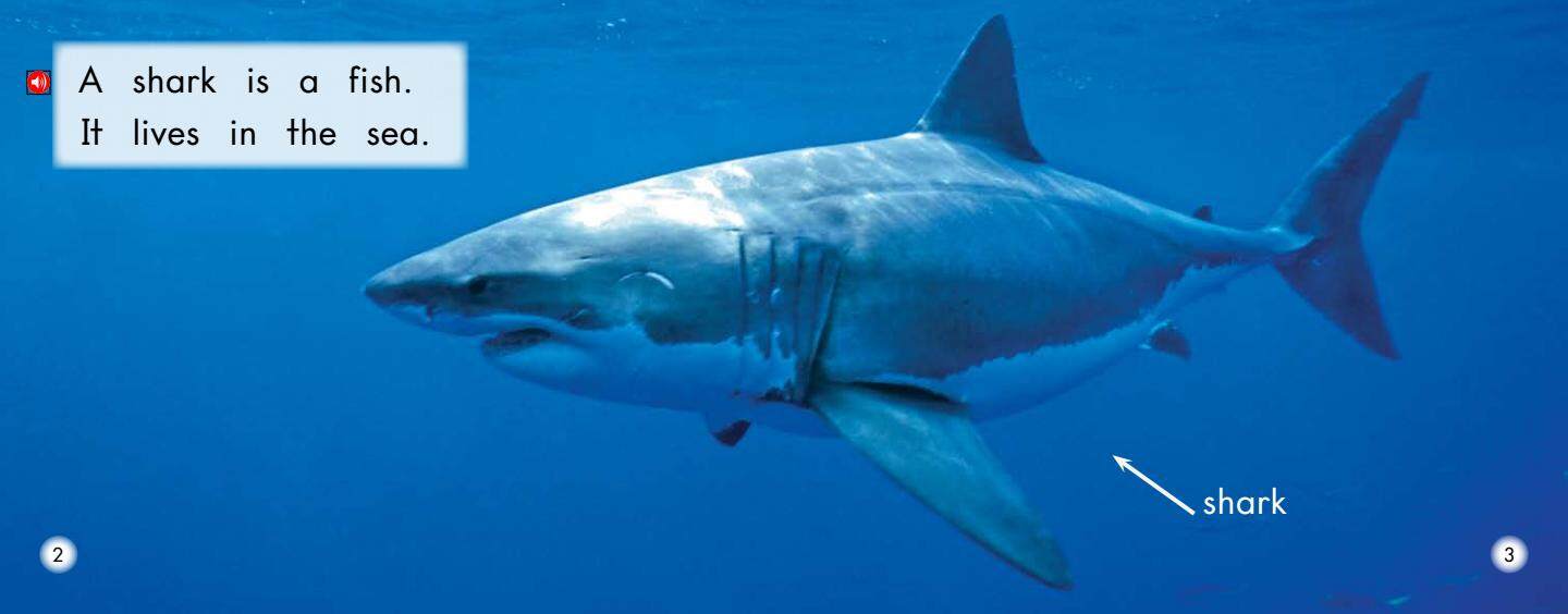 All About Sharks绘本故事第3页