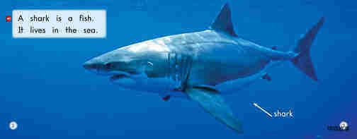 All About Sharks绘本故事第3页
