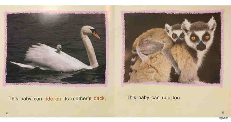 Animal Babies绘本故事第4页