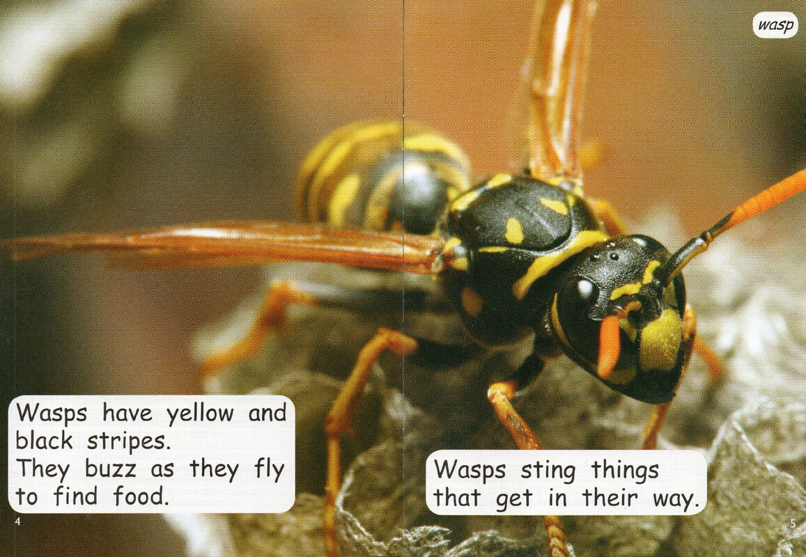 bugs and beetles绘本故事第4页