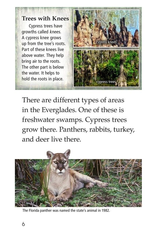 The Everglades绘本故事第5页
