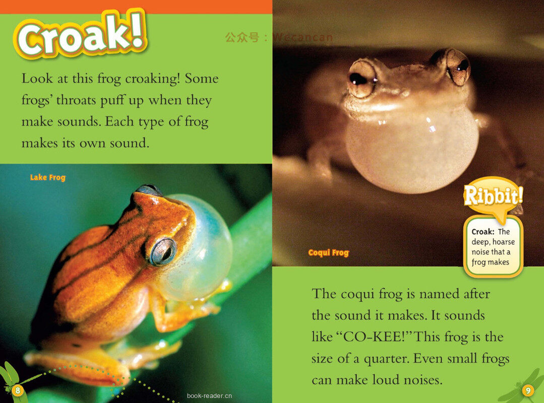 Frogs绘本故事第5页