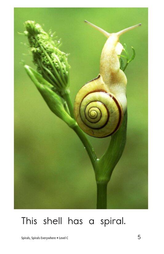 Spirals,Spirals Everywhere绘本故事第5页