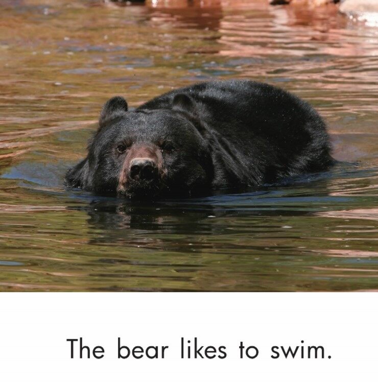 The Bear绘本故事第5页