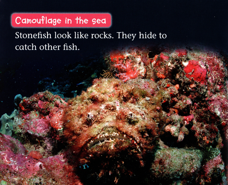 Animals in Hiding绘本故事第5页