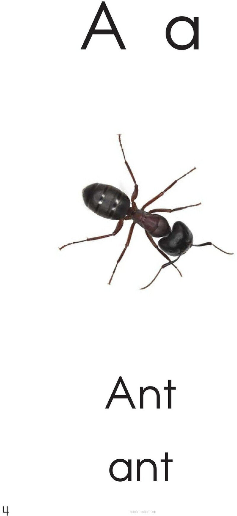 Letter A绘本故事第4页