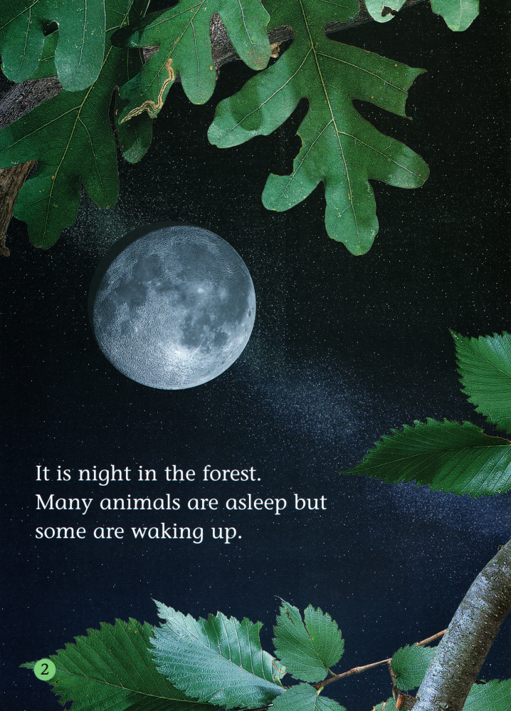 The Fantastic Flying Squirrel绘本故事第3页