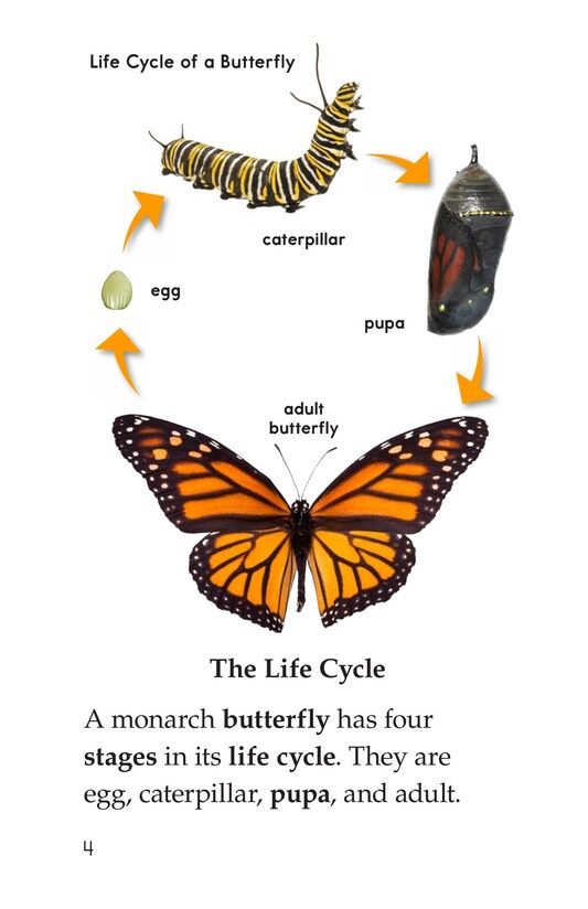 The Butterfly Life Cycle绘本故事第3页
