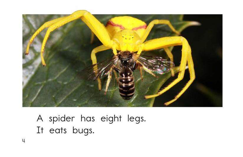All About Spiders绘本故事第4页