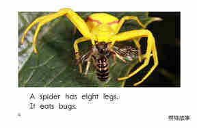 All About Spiders绘本故事第4页