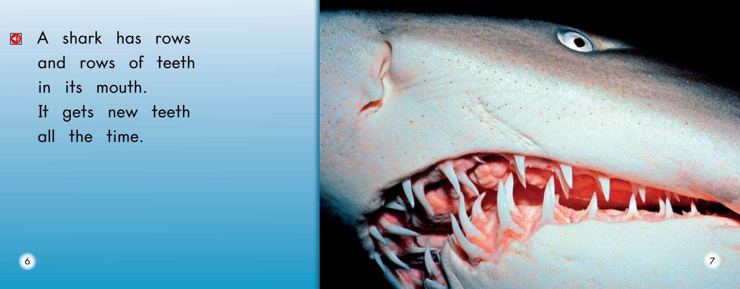 All About Sharks绘本故事第5页