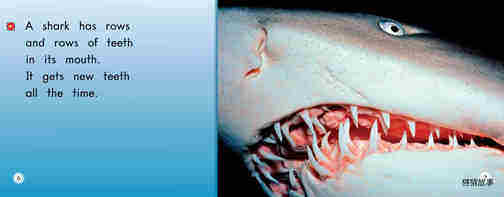 All About Sharks绘本故事第5页