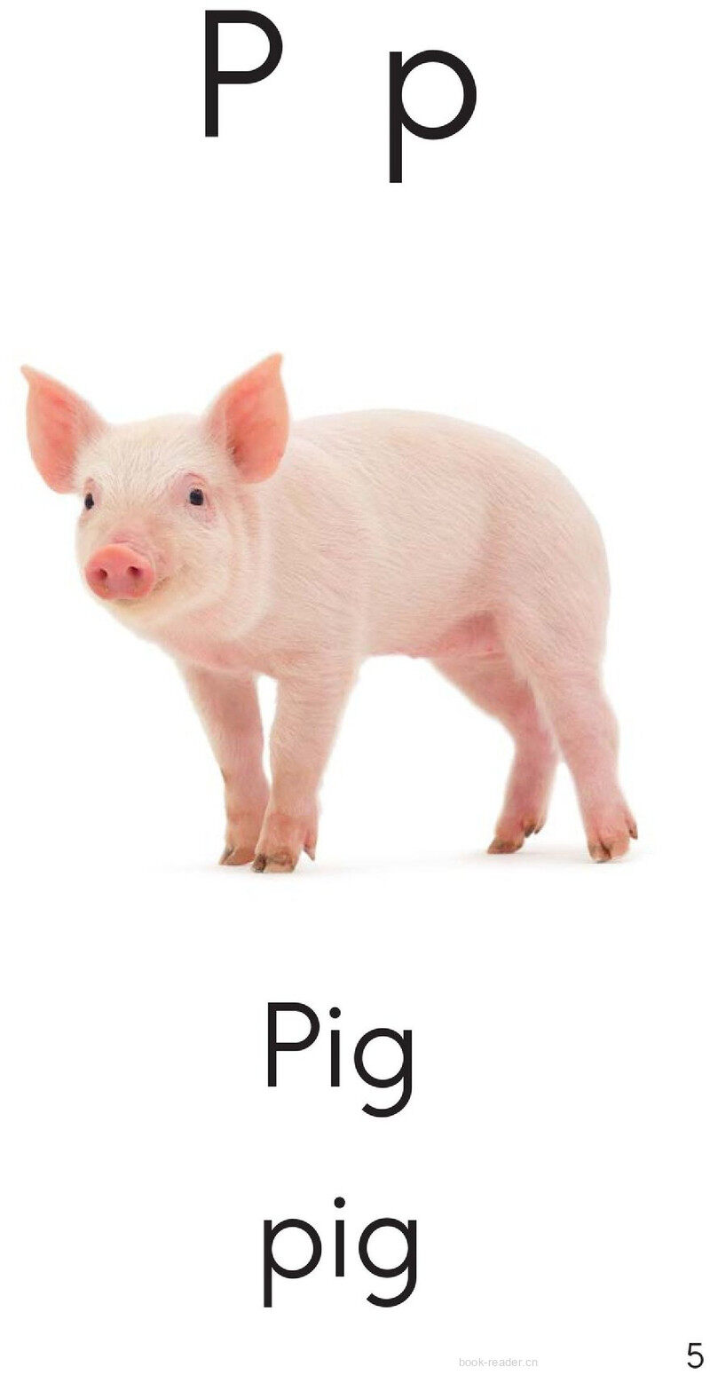 Letter P绘本故事第5页