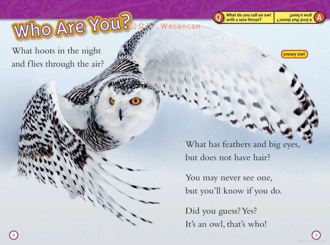 Owls绘本故事第3页