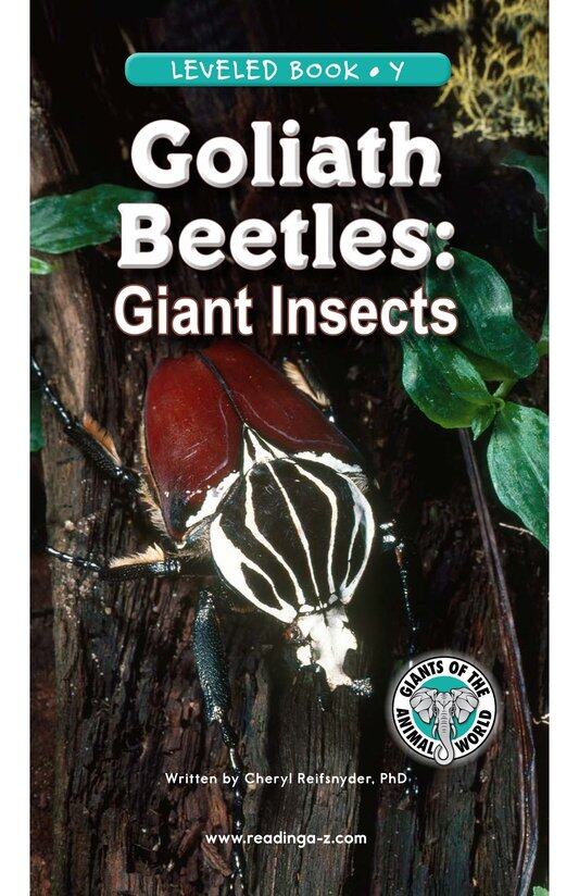 Goliath Beetles Giant Insects绘本故事第2页