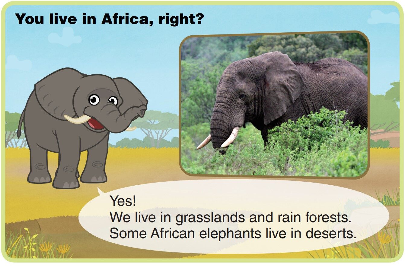 African Elephant绘本故事第4页