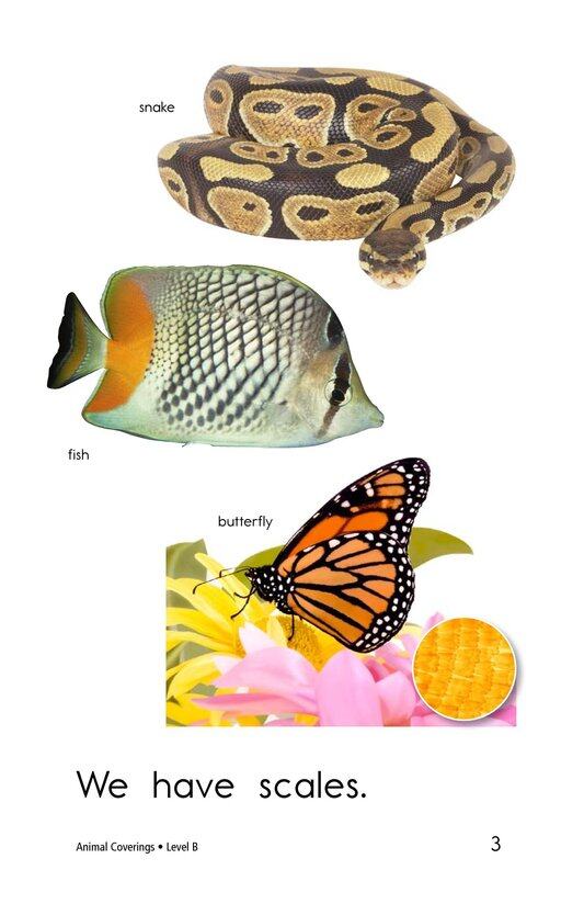 Animal Coverings绘本故事第3页