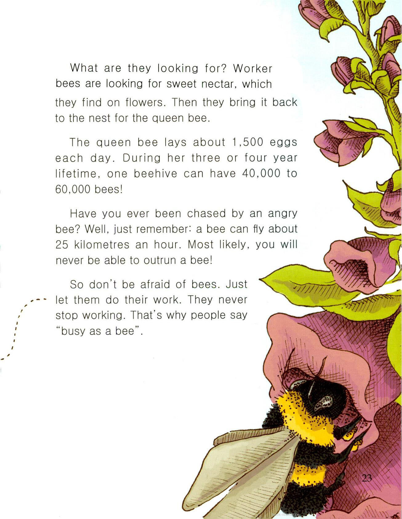 Busy As a绘本故事第3页