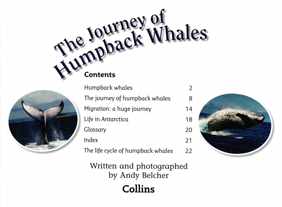 The Journey of Humpback Whales绘本故事第2页