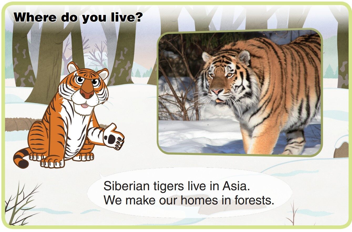 Siberian Tiger绘本故事第4页