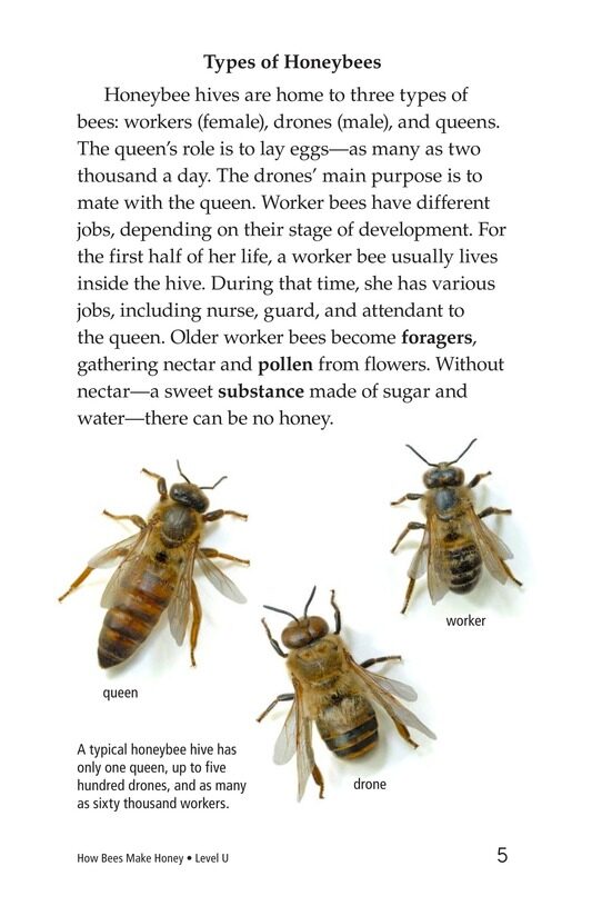 How Bees Make Honey绘本故事第4页