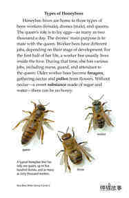 How Bees Make Honey绘本故事第4页