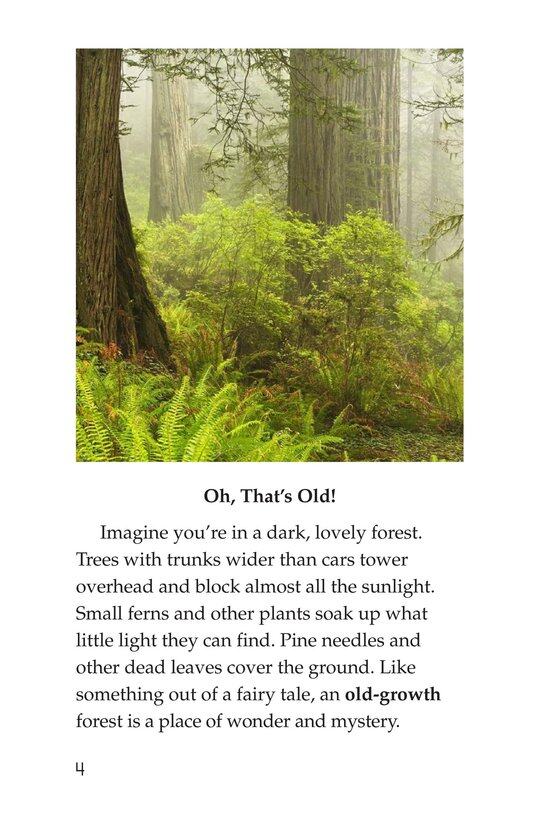 Woods of Wonder绘本故事第3页